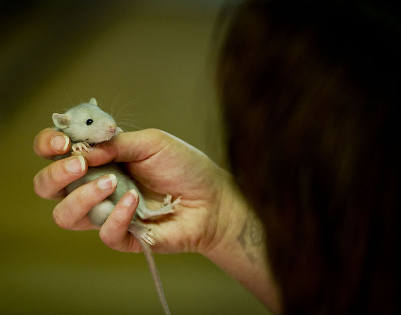rat.jpg rat.jpg