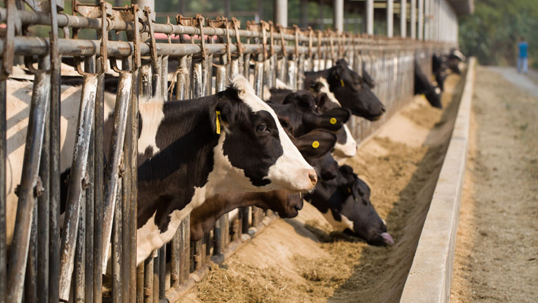 Koeienslachthuis_24092019.jpg Koeienslachthuis_24092019.jpg