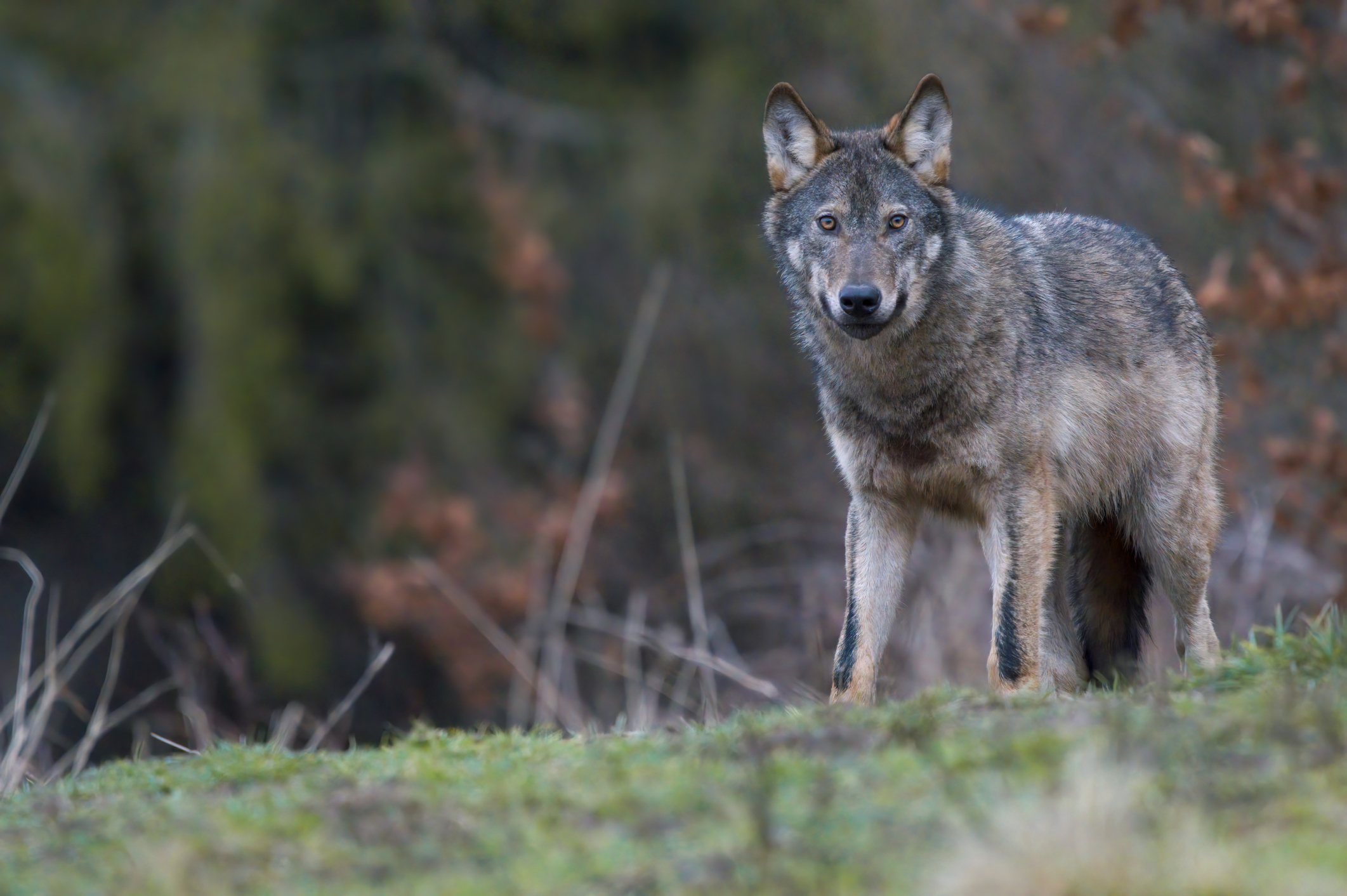 Wolf Wolf