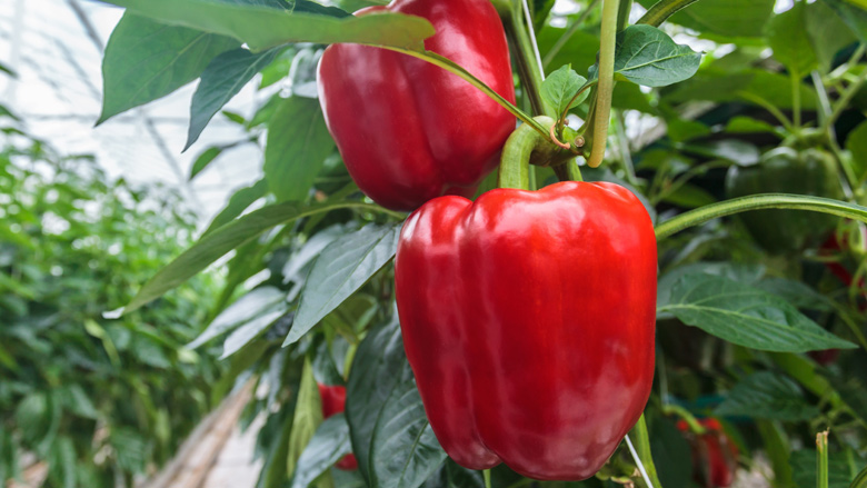 herkomst-foodwatch-groente-fruit-310718.jpg herkomst-foodwatch-groente-fruit-310718.jpg