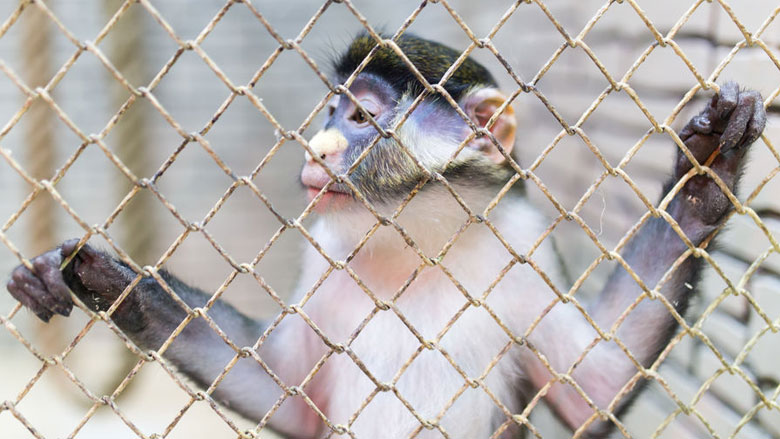 handel-exotische-dieren-12-08-2019.jpg handel-exotische-dieren-12-08-2019.jpg