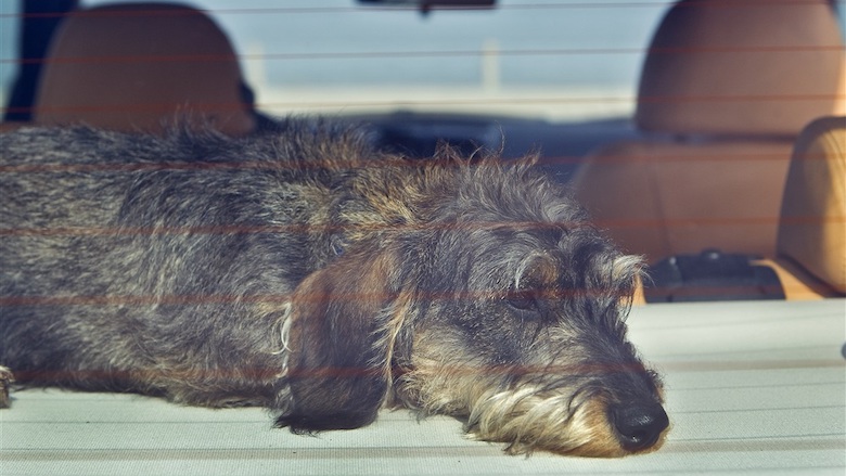 110820 hond opgesloten in snikhete auto.jpg 110820 hond opgesloten in snikhete auto.jpg
