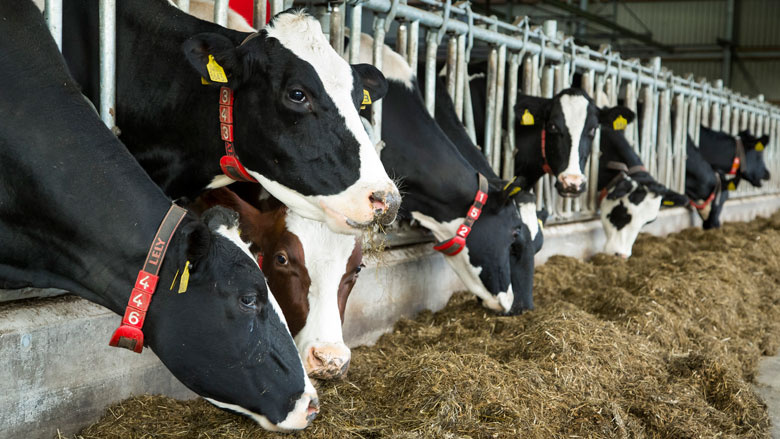 antibiotica-dieren.jpg antibiotica-dieren.jpg