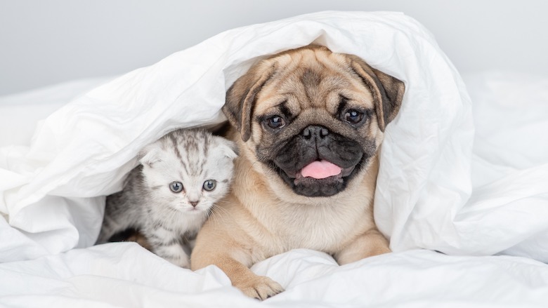 Mopshond en vouwoor kat169181683_m.jpg