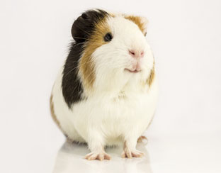 cavia_dier_huisdier_312.jpg