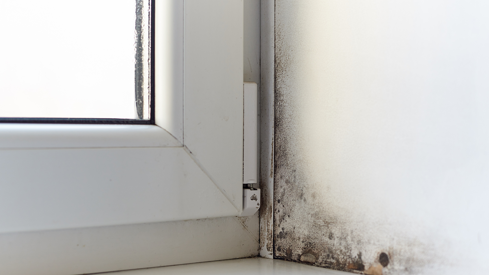 Schimmel in Woning (2)