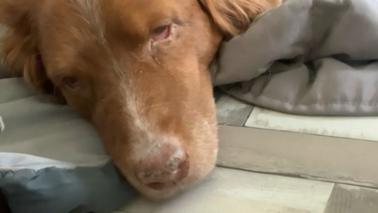 bijgesneden hond epilepsie uitzending.png bijgesneden hond epilepsie uitzending.png