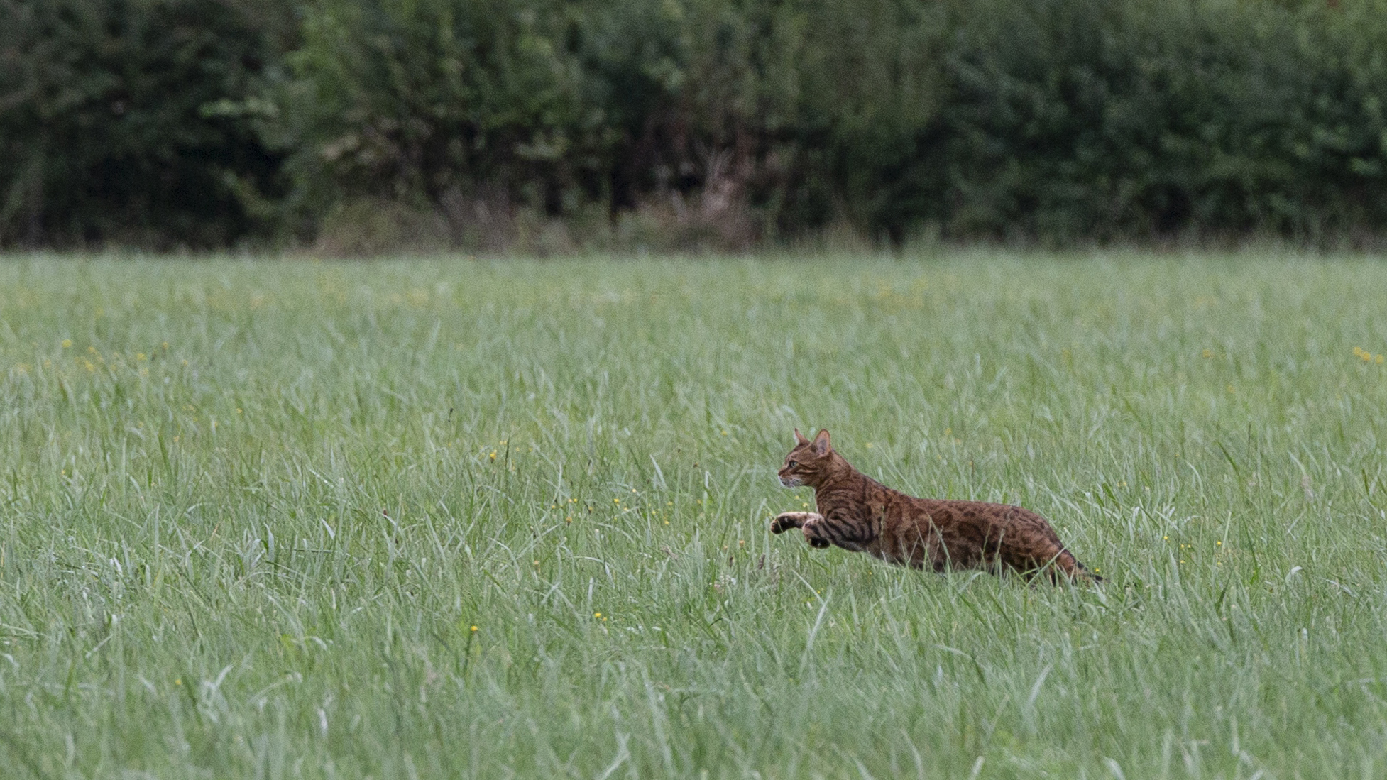 Wilde Kat