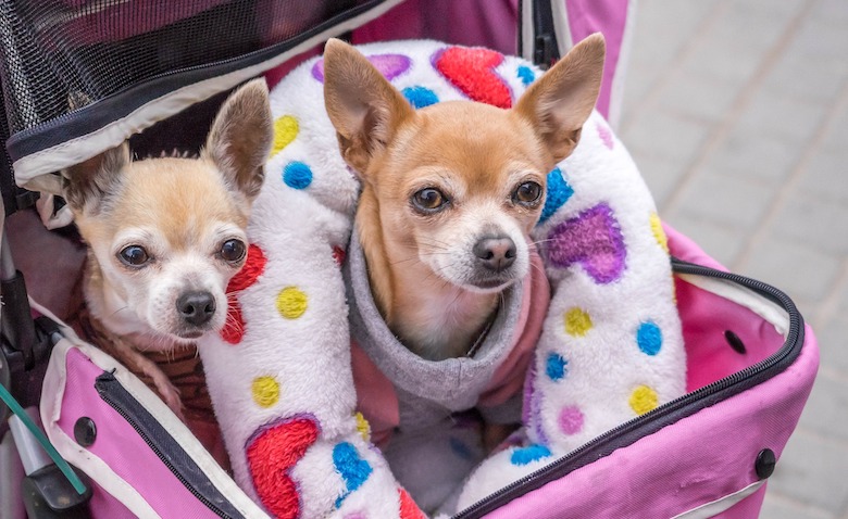 18052020-miniatuurhondjes-chihuahua-dwergkees.jpg 18052020-miniatuurhondjes-chihuahua-dwergkees.jpg