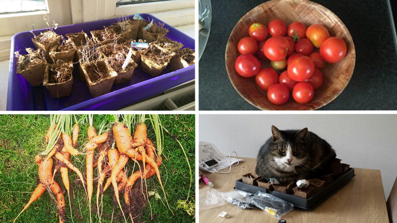 moestuintjes-780.jpg moestuintjes-780.jpg