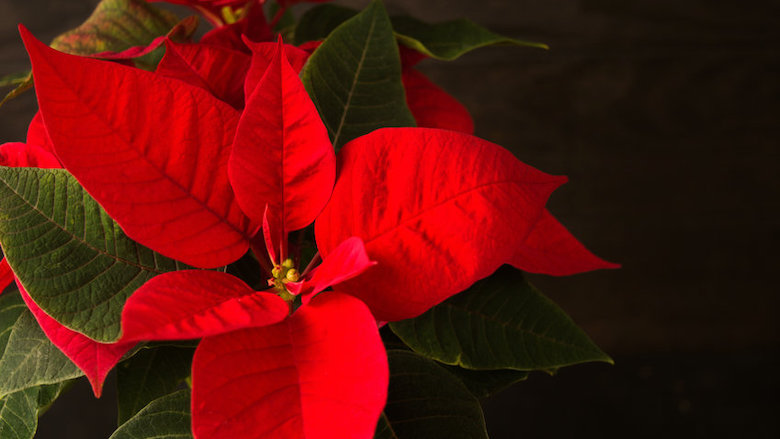 00 30112021 kerstster.jpg 00 30112021 kerstster.jpg