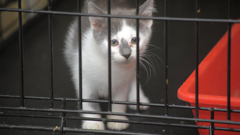 kitten in asiel.jpg kitten in asiel.jpg