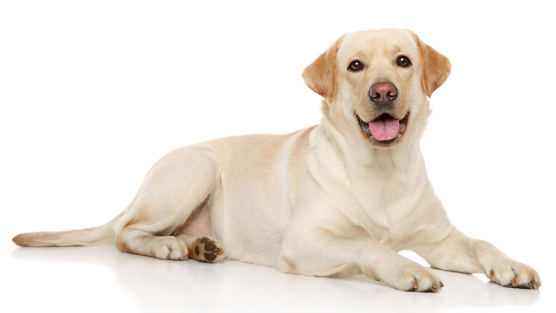 hond87.jpg hond87.jpg