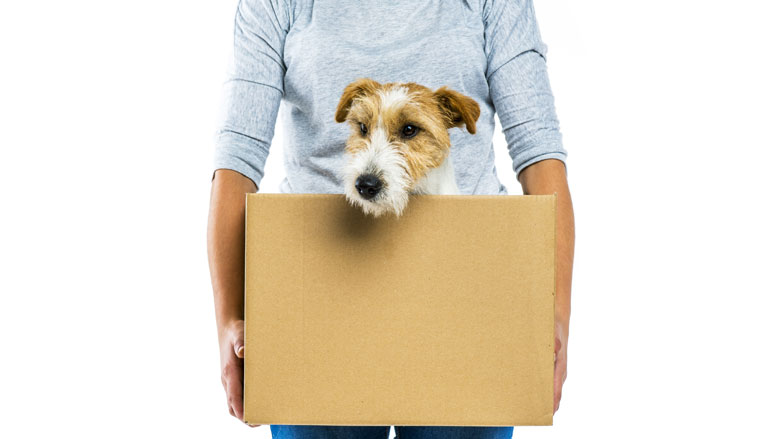 invoer-honden-katten-moeilijker-brexit-26022019.jpg invoer-honden-katten-moeilijker-brexit-26022019.jpg