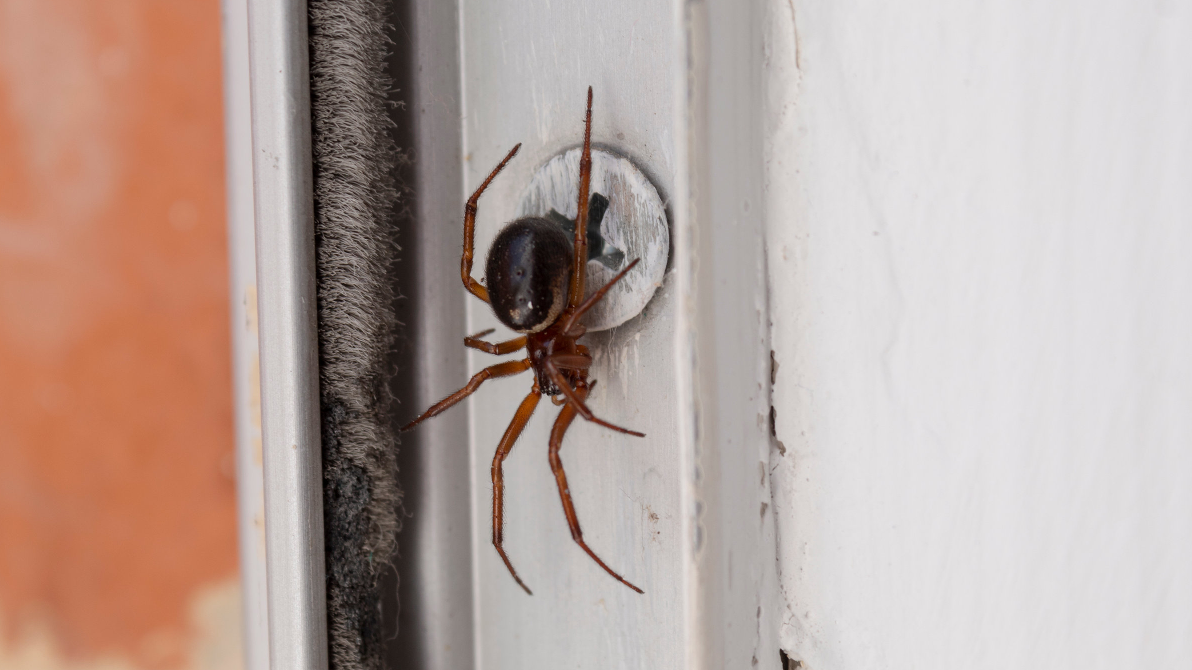 spin in huis 20042022.png