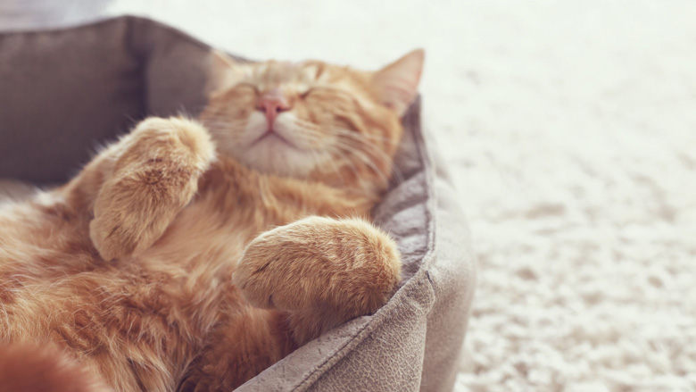 katten_780_0208.jpg katten_780_0208.jpg