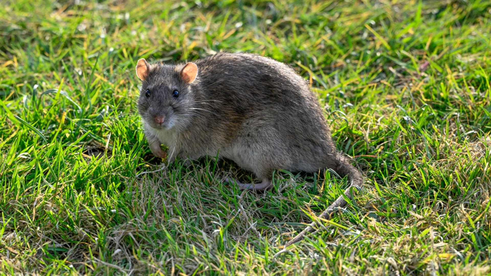Rat 2 Rat 2