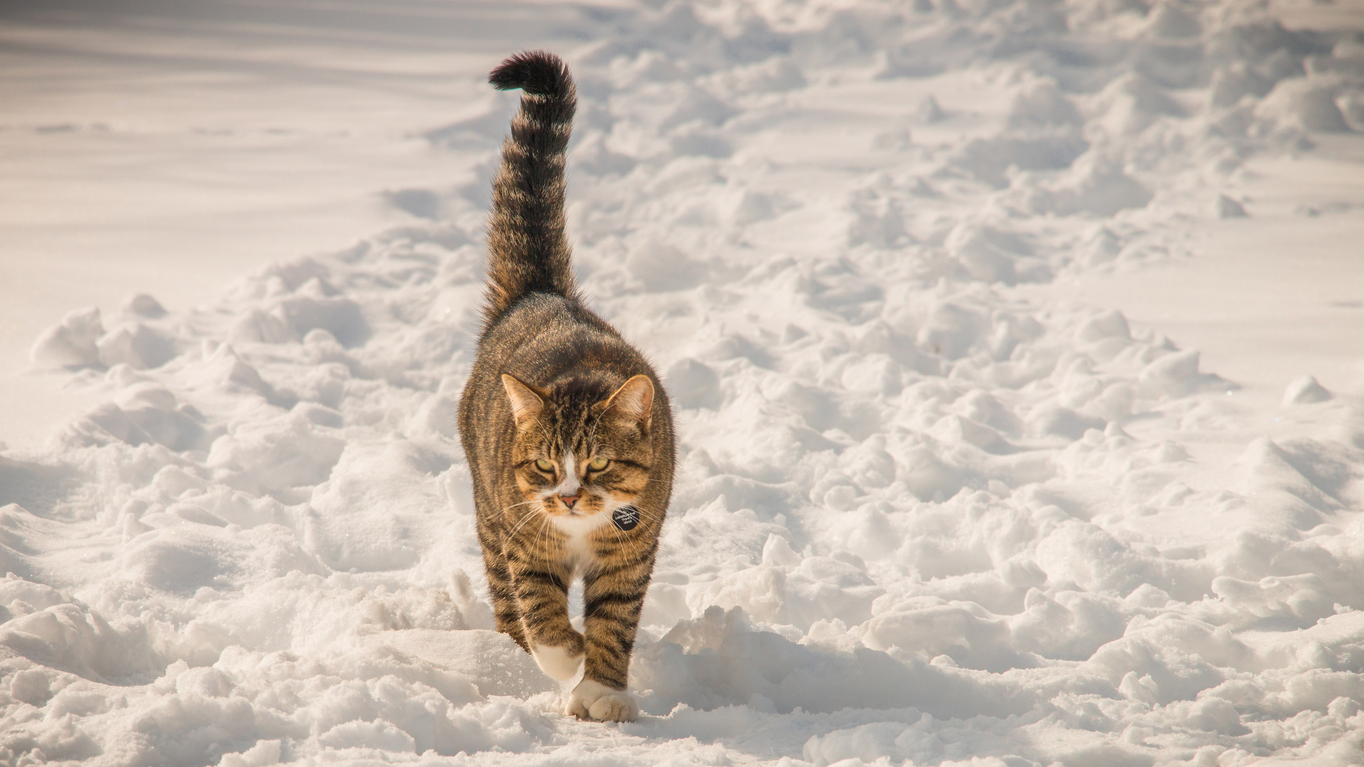 Kat Sneeuw Kat Sneeuw