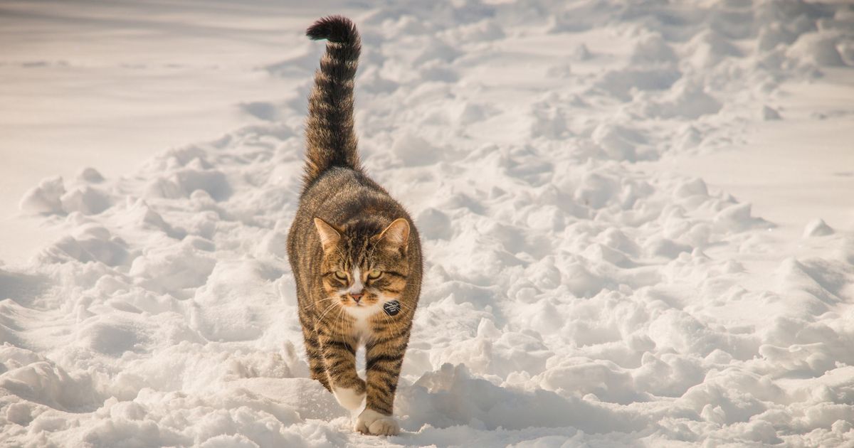 Van een warme motorkap tot dun ijs: let op deze winterse gevaren voor je huisdier