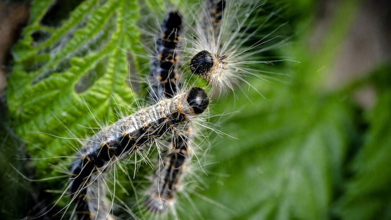 18:05 processierups.jpg