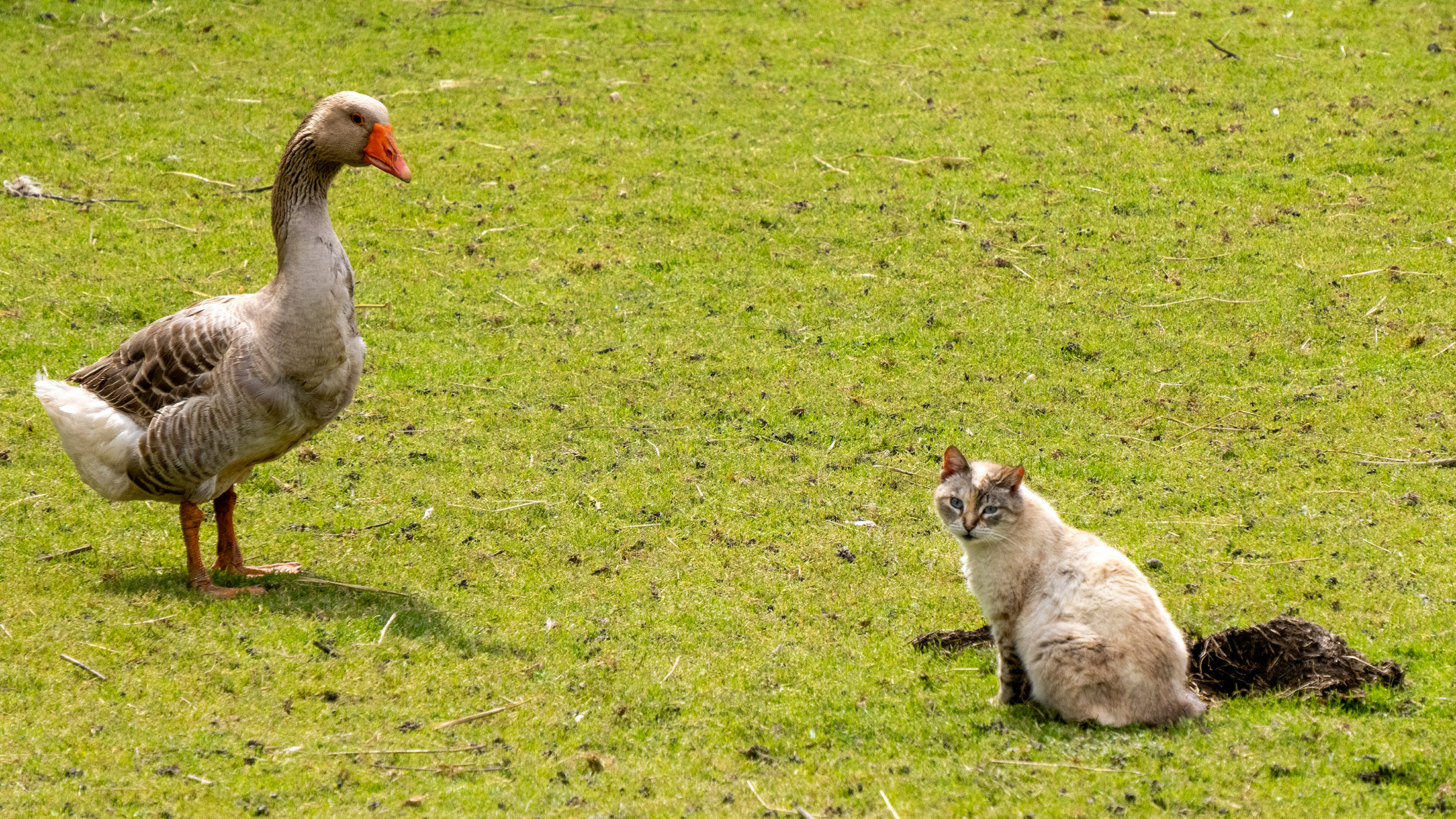 Kat Vogelgriep Kat Vogelgriep