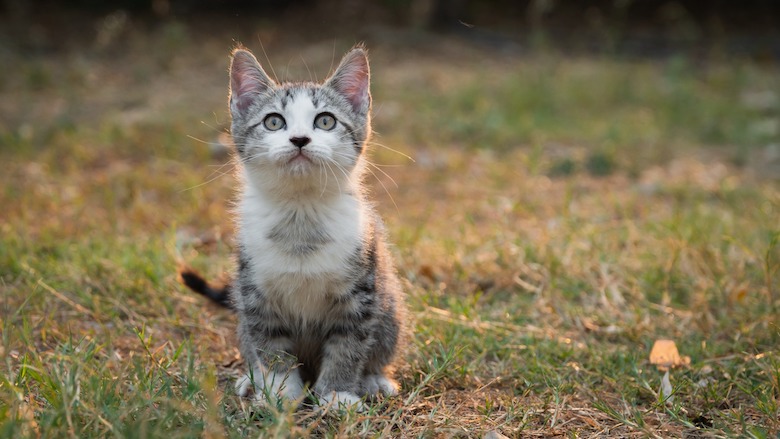 Kat buiten-123730440_m.jpg