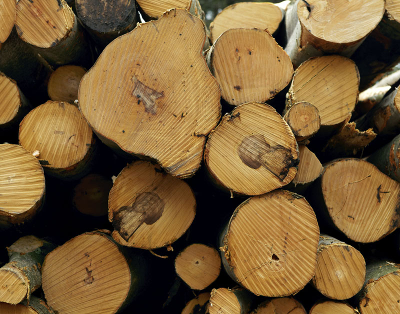 boomstammen_800x628.jpg