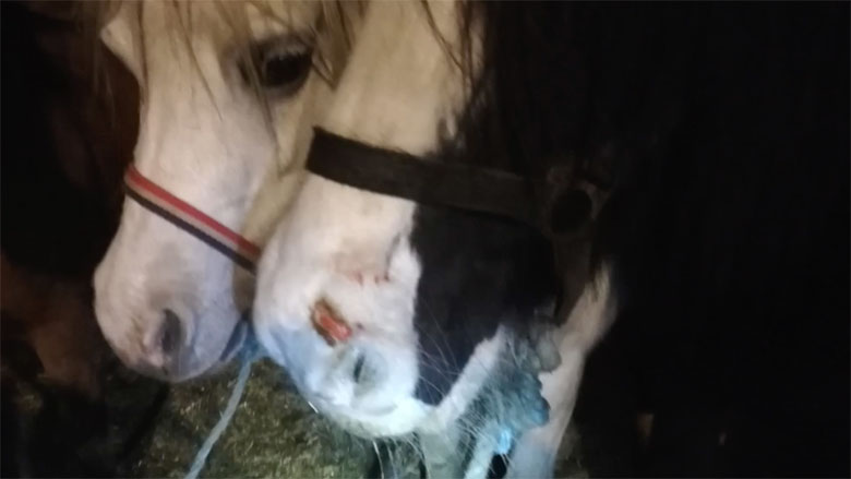 paardenmarkt-dierenrecht-06112018.jpg paardenmarkt-dierenrecht-06112018.jpg