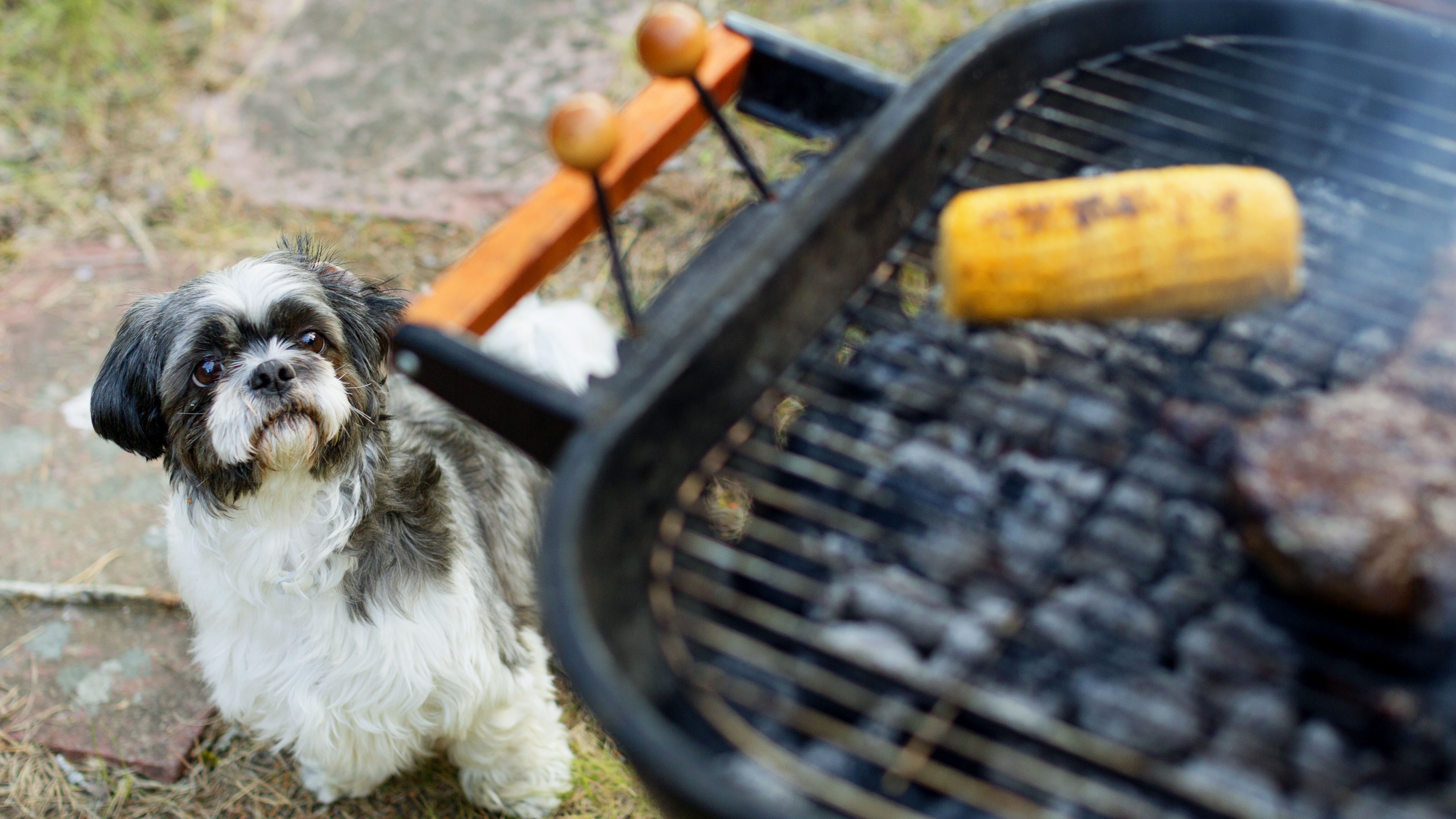 Hond Barbecue Hond Barbecue