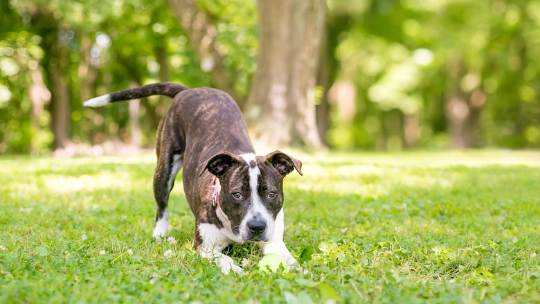 021221 Speelboog hond.jpg 021221 Speelboog hond.jpg