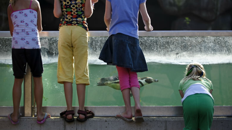 dierentuin-prijs-stijging-18052018.jpg dierentuin-prijs-stijging-18052018.jpg