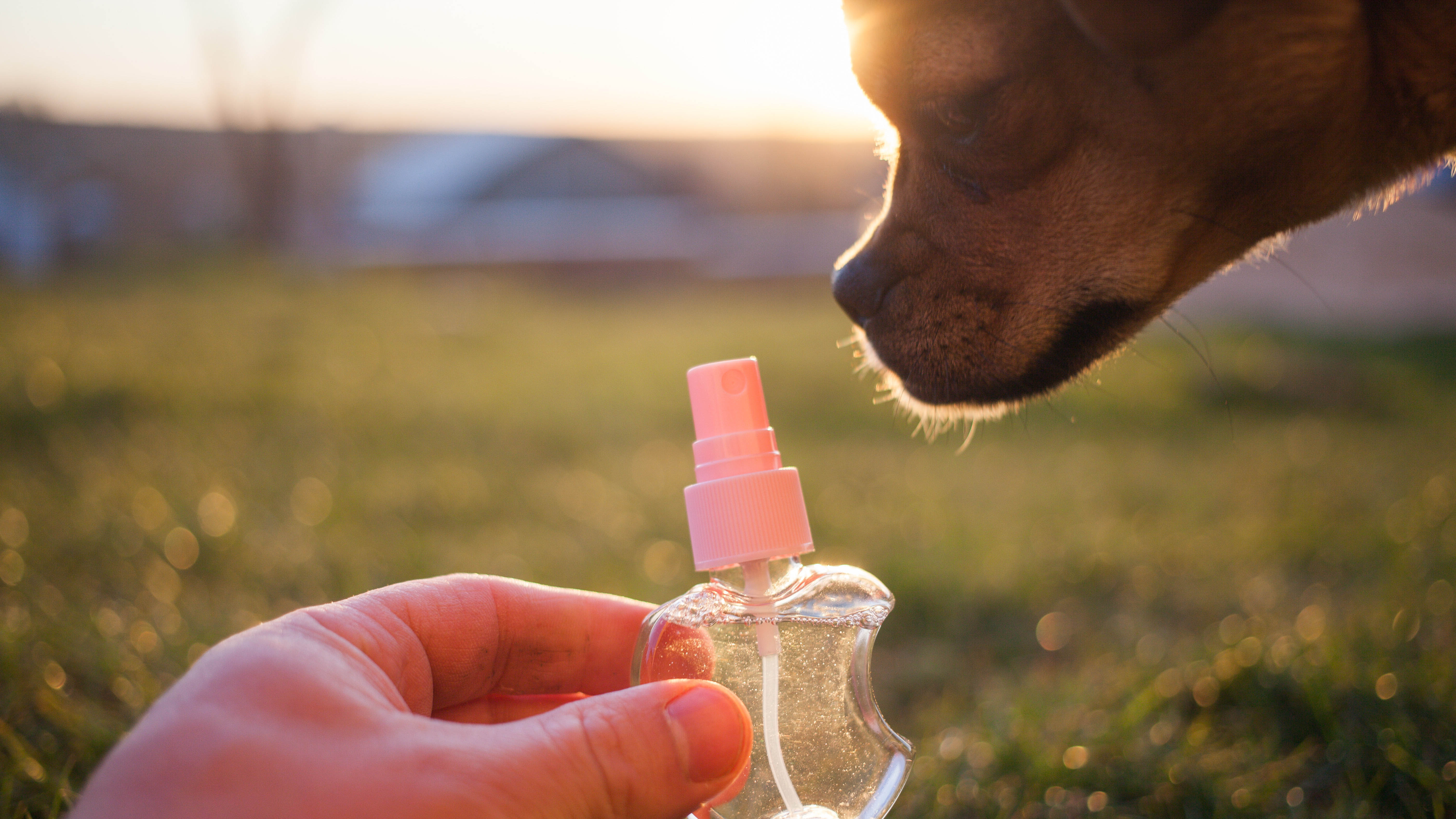 Hond Parfum