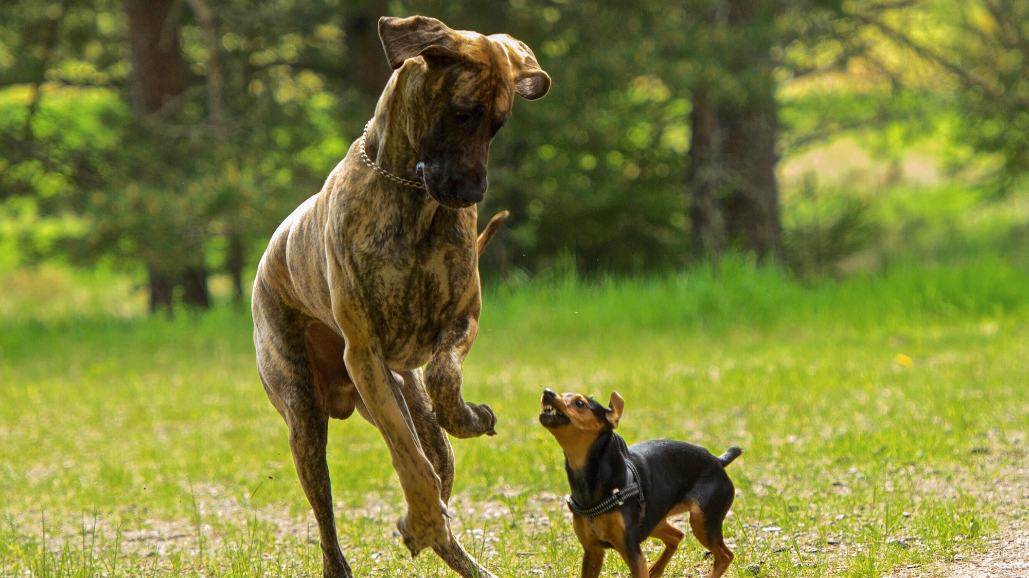Grote Hond Speelt Met Een Kleine Hond