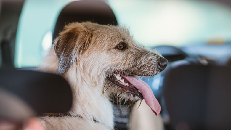hond-auto-6-6-2018.jpg hond-auto-6-6-2018.jpg