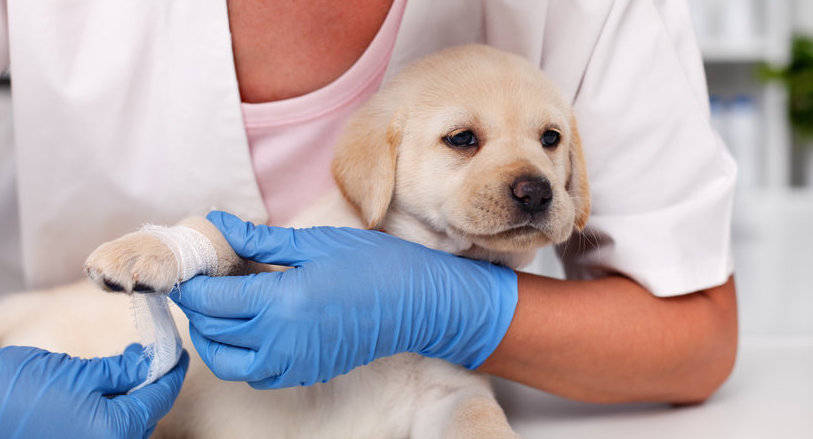 Nieuws - Meldpunt malafide hondenhandel.jpg