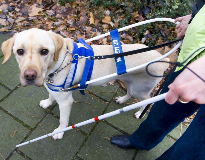 hond_01.jpg hond_01.jpg