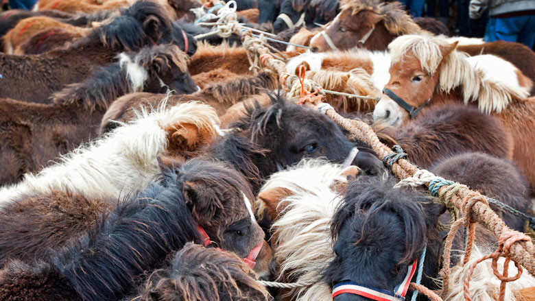 illegale-dierenhandel-18102018.jpg illegale-dierenhandel-18102018.jpg