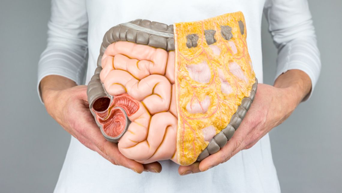 Hoe werken je darmen, en hoe