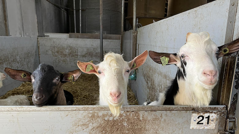 30112020 geitjes.jpg