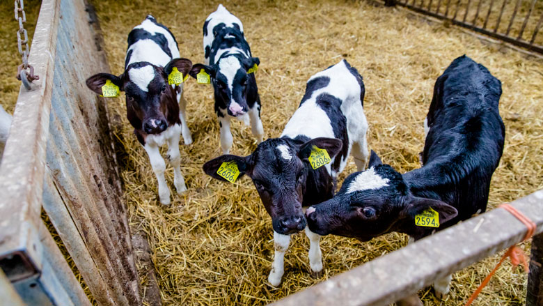 boeren-fosfaatwet-270618.jpg boeren-fosfaatwet-270618.jpg