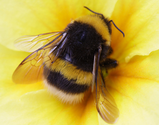 hommel_bloem_insect_312.jpg