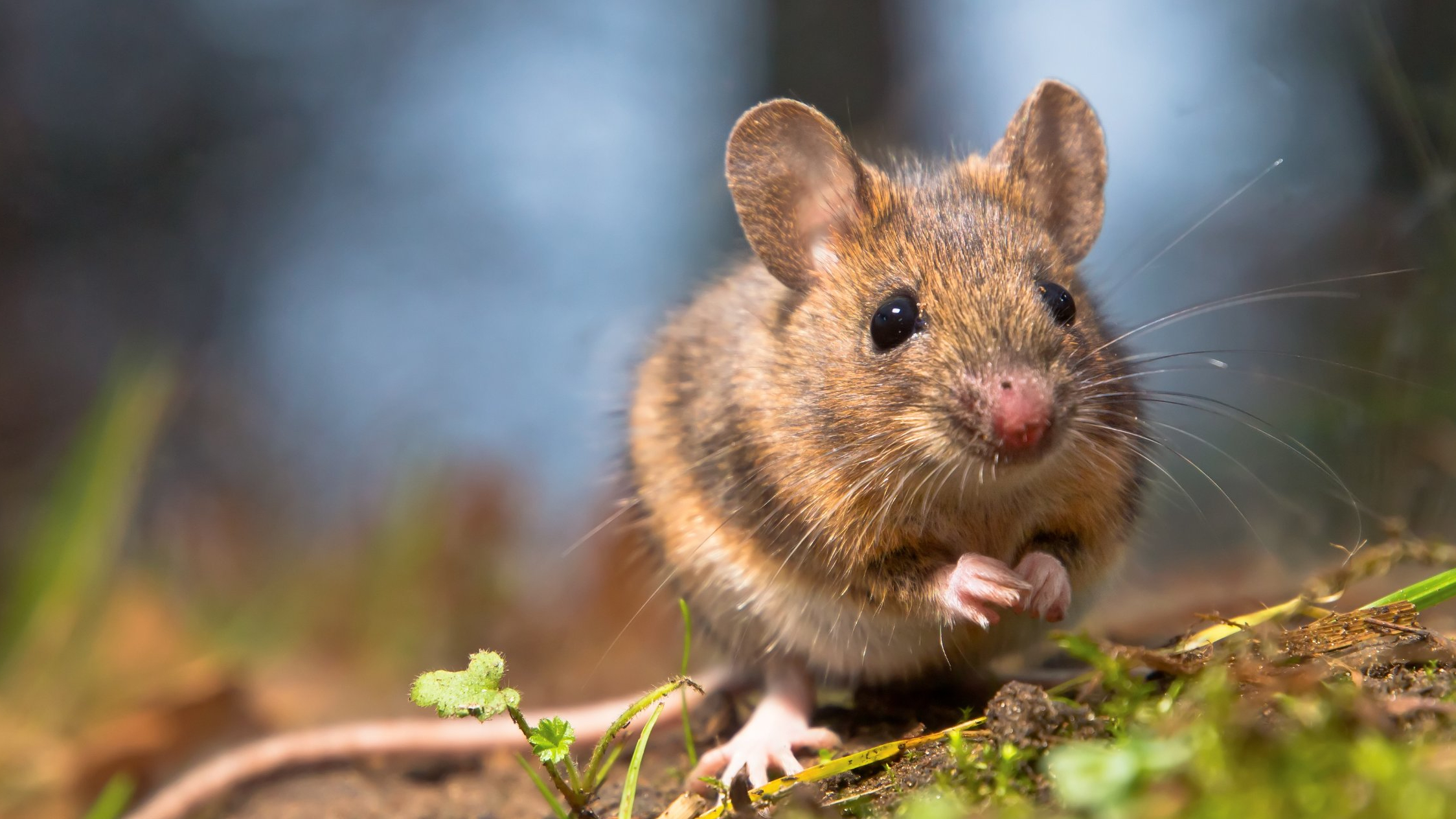 ratten_website_2022.jpg ratten_website_2022.jpg