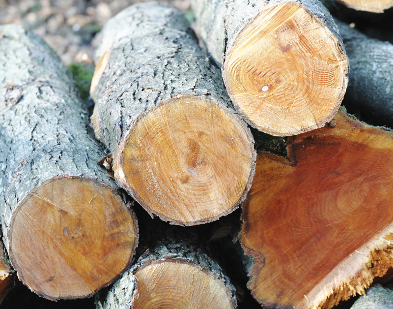 hout_boomstammen_800.jpg hout_boomstammen_800.jpg