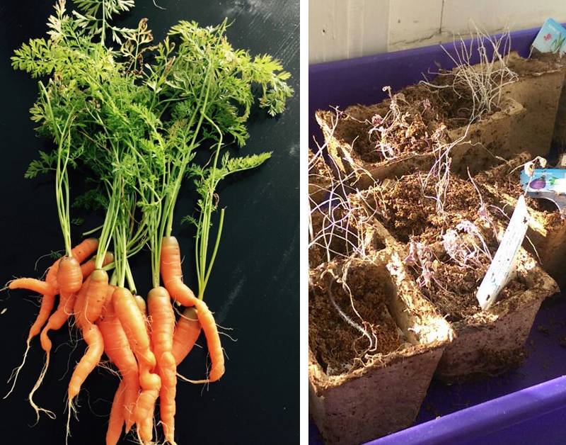 moestuin_800x628.jpg moestuin_800x628.jpg