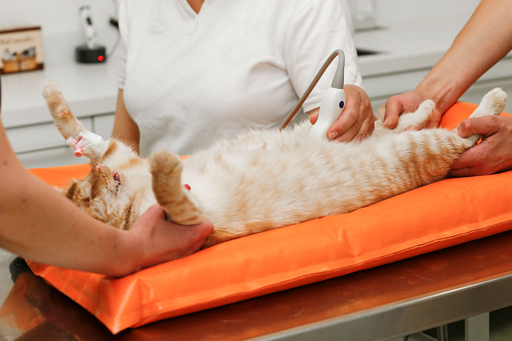 Getty Images 489962358