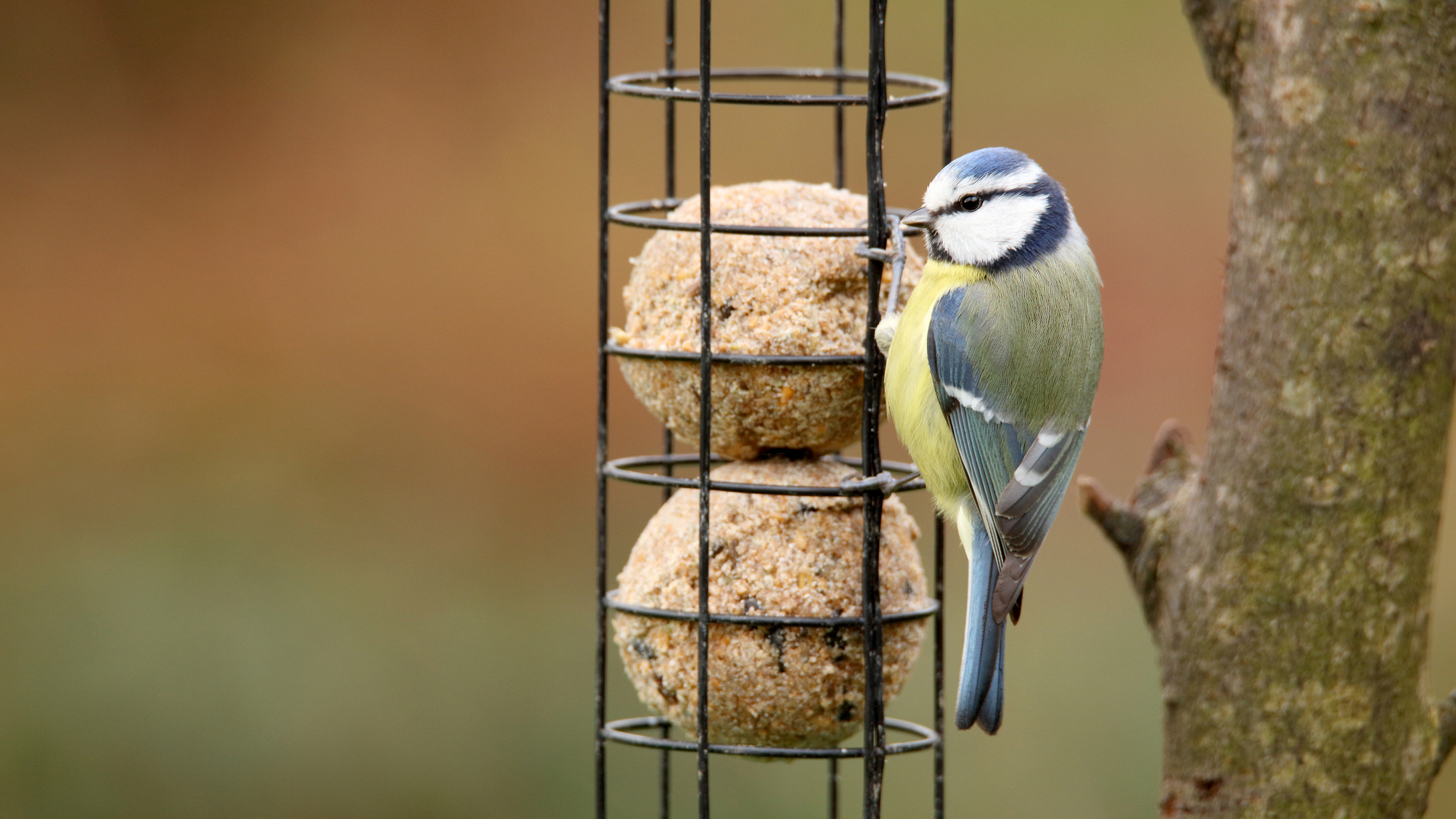 Titmouse Titmouse