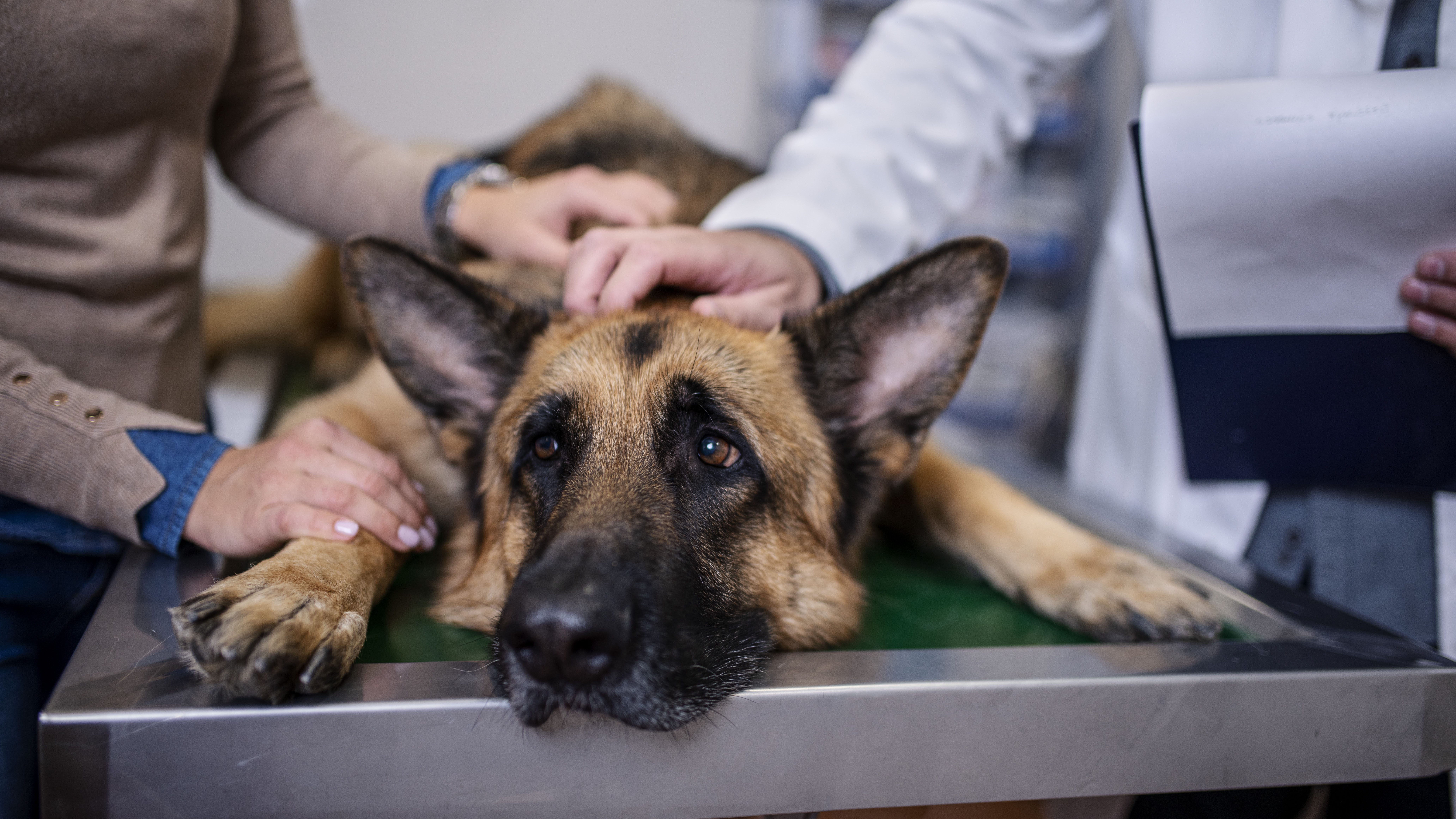Hond Ziek Hond Ziek