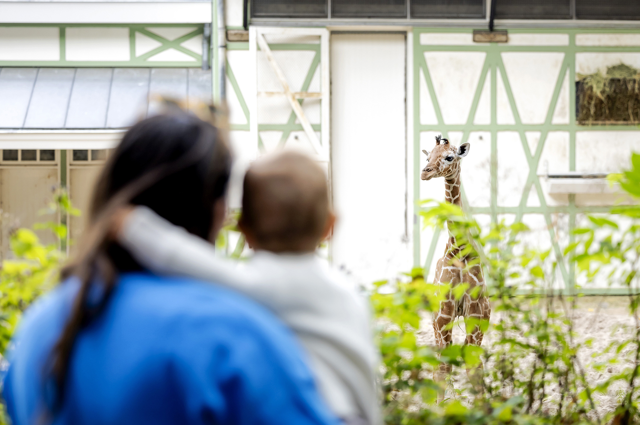 Dierentuin Dierentuin