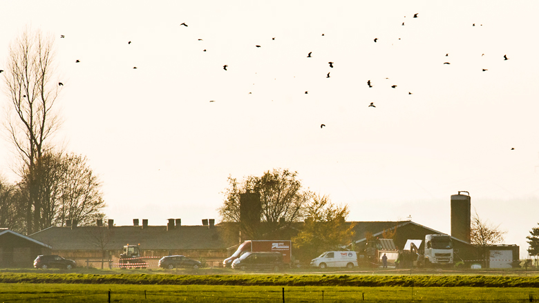 _rijksuniversiteit-groningen-gebruikt-wilde-vogels-voor-dierproeven_-11018.jpg _rijksuniversiteit-groningen-gebruikt-wilde-vogels-voor-dierproeven_-11018.jpg