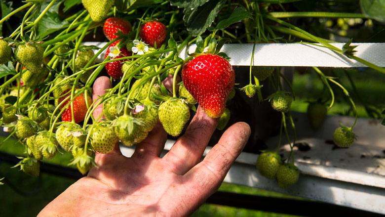 aardbei-giftige-stoffen780.jpg aardbei-giftige-stoffen780.jpg